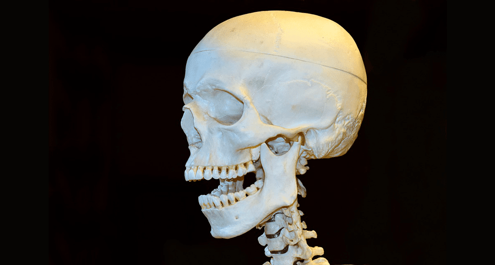 alea-quiz-le-squelette-humain