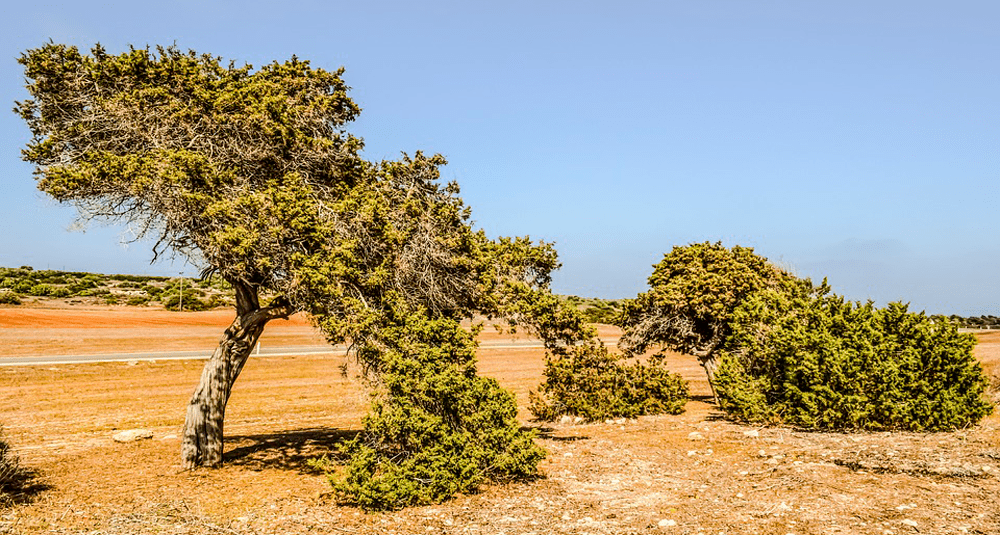 what-is-the-scientific-name-of-juniper-alea-quiz