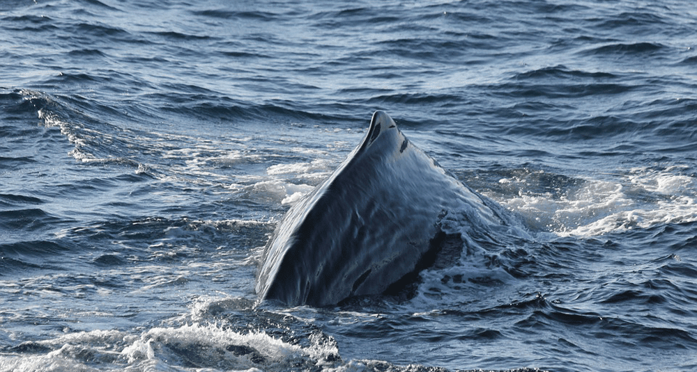 Les C tac s Sont ils Carnivores Alea Quiz Les C tac s Sont ils Carnivores Alea Quiz