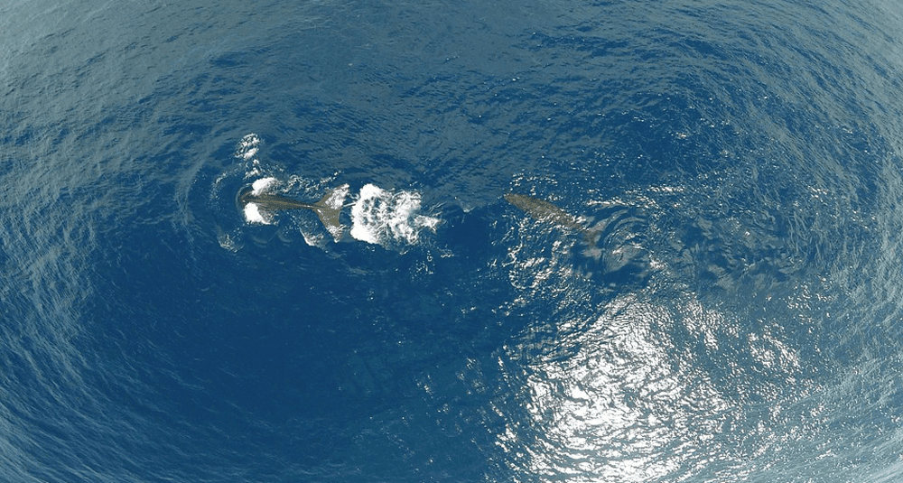 alea-quiz-les-mammiferes-marins