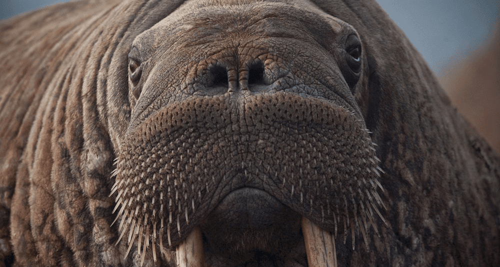 Is the walrus a marine mammal? - Alea-Quiz