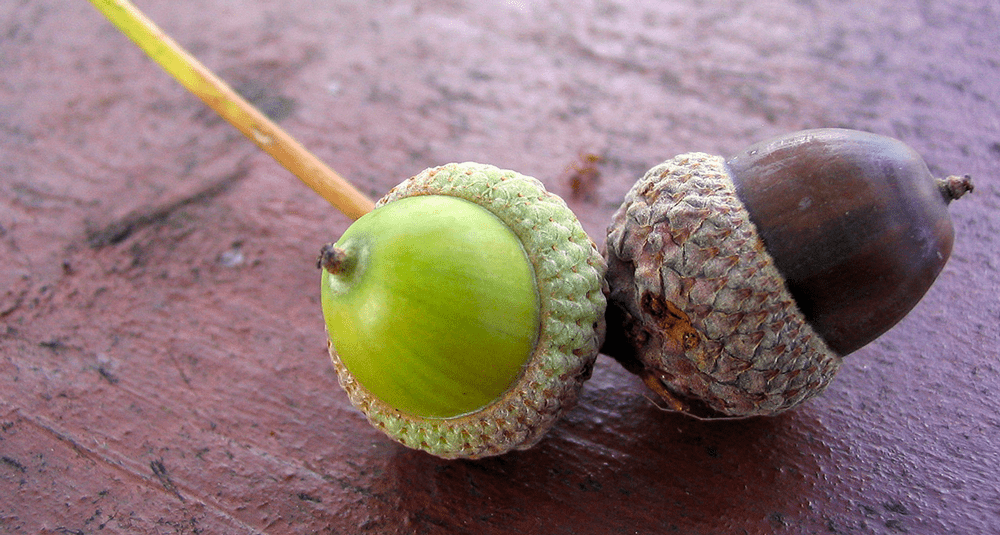 alea-quiz-de-quel-arbre-a-feuilles-caduques-le-gland-est-il-le-fruit