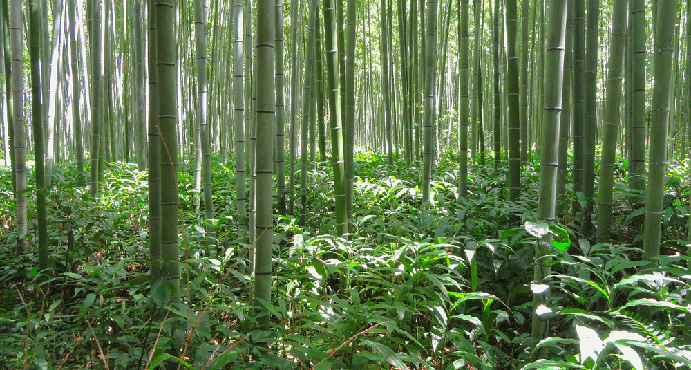 alea-quiz-les-bambous-sont-ils-des-arbres