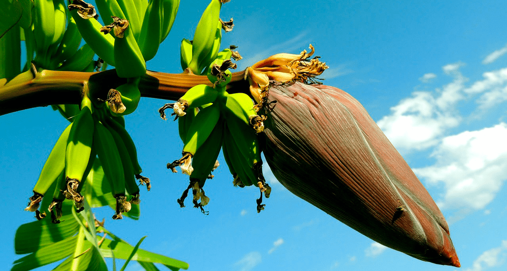 alea-quiz-les-bananiers-sont-ils-des-arbres