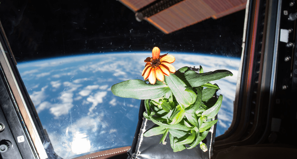 alea-quiz-quelle-est-la-premiere-fleur-a-avoir-ete-cultivee-dans-la-station-spatiale-internationale