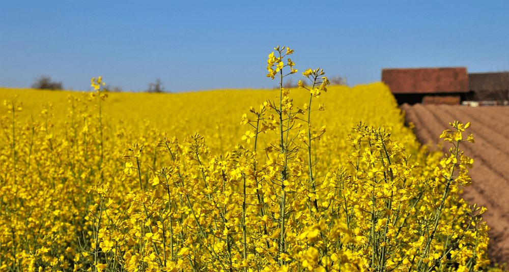 de-quel-croisement-de-plantes-provient-le-colza