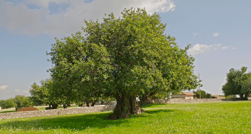 le-caroubier-est-il-un-arbre-ou-un-arbuste