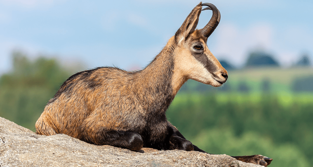 ou-peut-on-observer-des-chamois