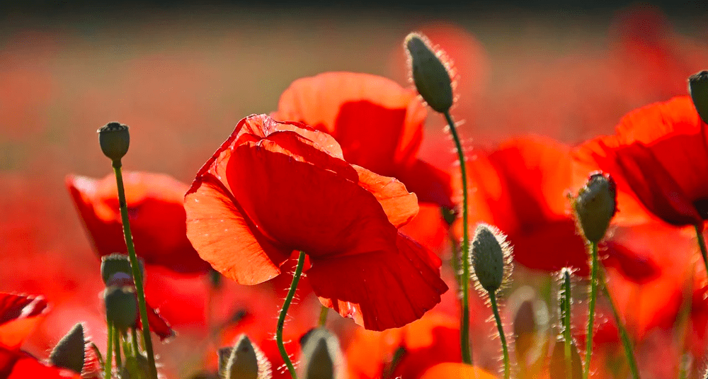 Quel est le nom scientifique du coquelicot ?  Alea Quiz