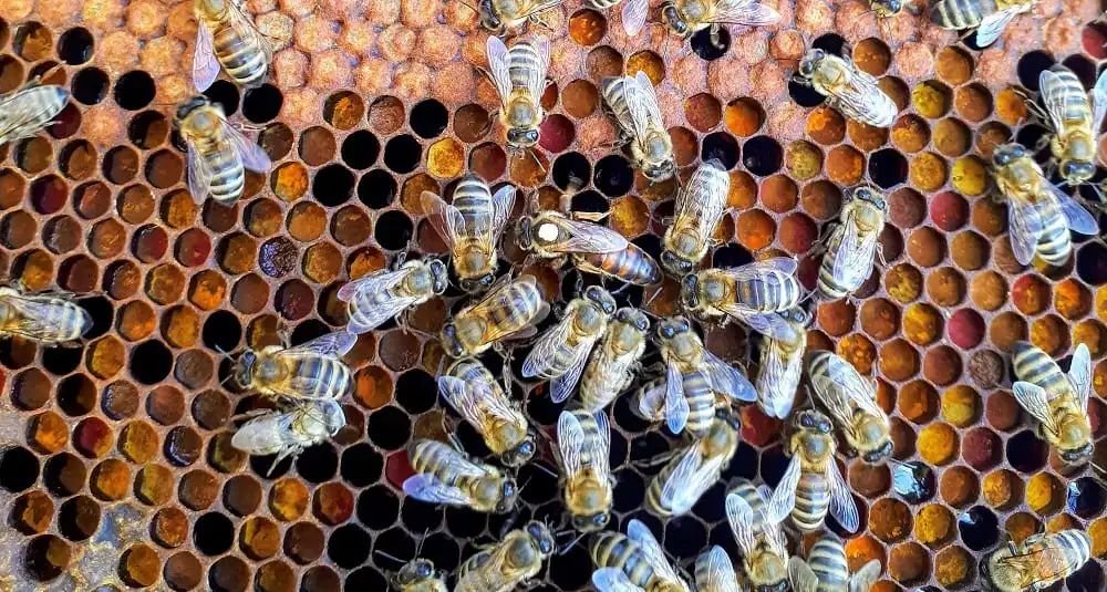 Est-ce que les abeilles piquent ?