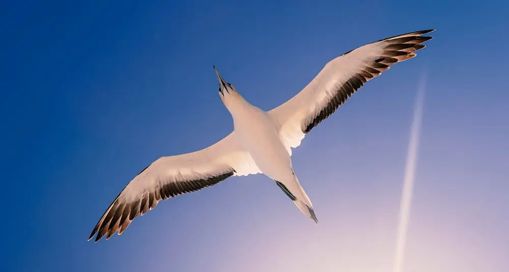 Où vivent les albatros ?