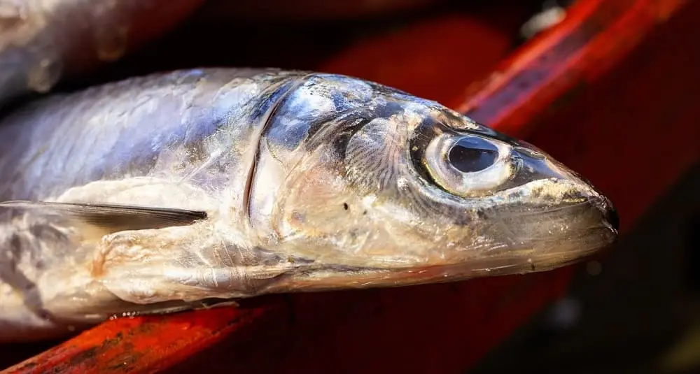Quelle est la cause de la crise de l'anchois en 2005 ?