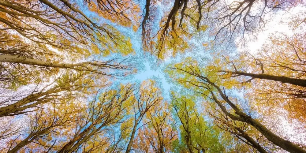 Arbres