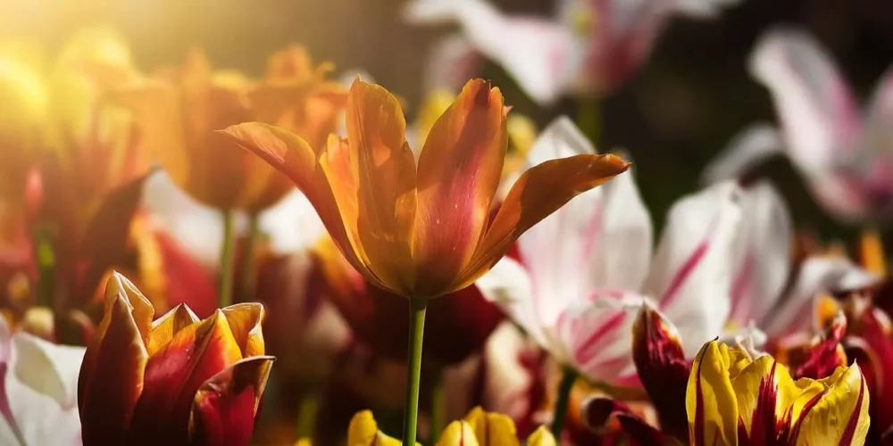 Fleurs