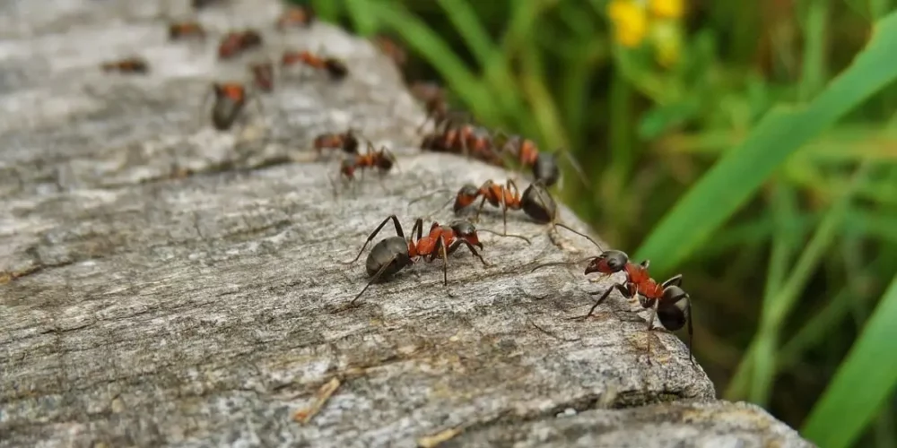 Insectes