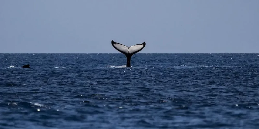 Mammifères Marins