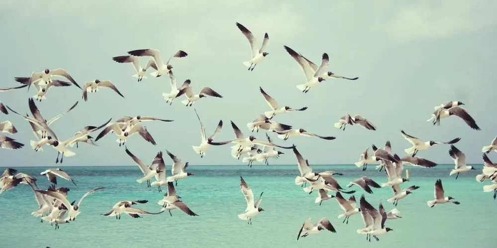 Oiseaux