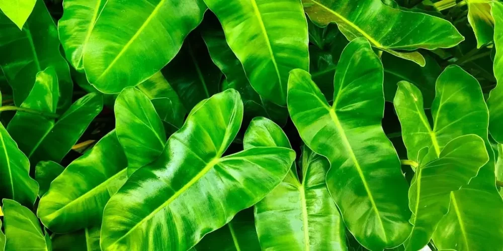 Plantes