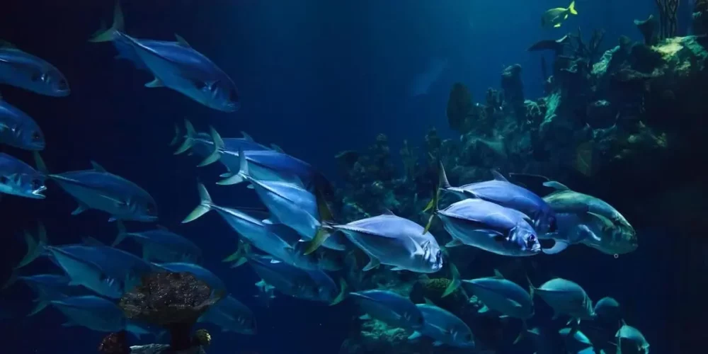 Poissons
