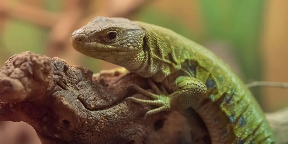 Reptiles